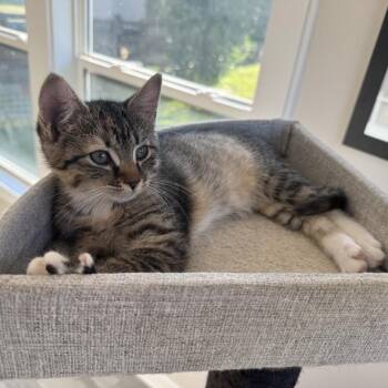 Sweet Rachael Ann -  Domestic Short Hair Cat for Adoption in Fredericksburg, Virginia - Sweet Rachael Ann | PetCurious