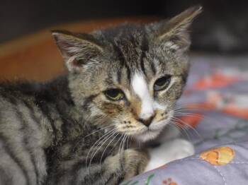 Domestic Short Hair Cats Available for Adoption - Cascade | PetCurious