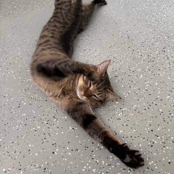 Domestic Short Hair Cats Available for Adoption in New York, New York - Tiger | PetCurious