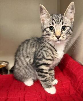 Wynn -  Domestic Short Hair Cat for Adoption in Pottsville, Pennsylvania - Wynn | PetCurious