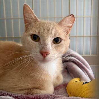 Domestic Short Hair Cats Available for Adoption in Valdosta, Georgia - 56738 RTF | PetCurious