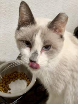 Siamese Cats Available for Adoption in Shenandoah, Iowa - Mama Kitty | PetCurious