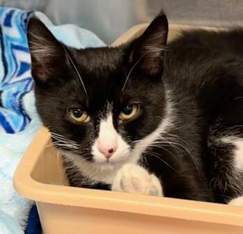 Freckles -  Domestic Short Hair Cat for Adoption in Wantagh, New York - Freckles | PetCurious