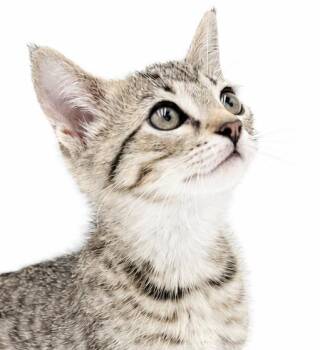 Sardine will sweep you off your feet with her snuggliness and be -  Tabby and Bengal Cat for Adoption in Bedford Hills, New York - Sardine Will Sweep You Off Your Feet With Her Snuggliness And Be | PetCurious
