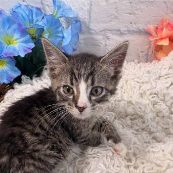 Sparrow -  Domestic Short Hair Cat for Adoption in Harrisonburg, Virginia - Sparrow | PetCurious