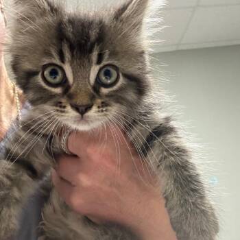 Gino -  Domestic Long Hair Cat for Adoption in Normal, Illinois - Gino | PetCurious