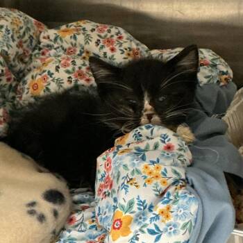 Erling* -  Domestic Short Hair Cat for Adoption in San Gabriel, California - Erling* | PetCurious