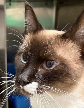 Snowshoe Cats Available for Adoption in Golden, Colorado - Fran | PetCurious