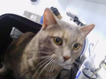 KOALA -  Domestic Short Hair Cat for Adoption in Charlotte, North Carolina - KOALA | PetCurious