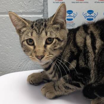 Hostess Cupcake -  Domestic Short Hair Cat for Adoption in West Olive, Michigan - Hostess Cupcake | PetCurious
