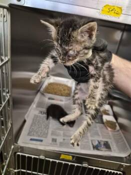 Sx Suite Brie -  Domestic Short Hair Cat for Adoption in Lawrenceville, Georgia - Sx Suite Brie | PetCurious