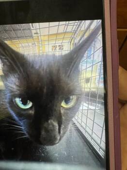 SARA -  Domestic Short Hair Cat for Adoption in Fort Myers, Florida - SARA | PetCurious