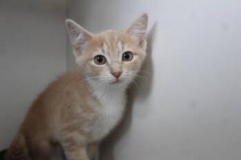 Drowzee -  Domestic Short Hair Cat for Adoption in Chestertown, Maryland - Drowzee | PetCurious