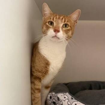 Cookie -  Domestic Short Hair Cat for Adoption in Phoenixville, Pennsylvania - Cookie | PetCurious