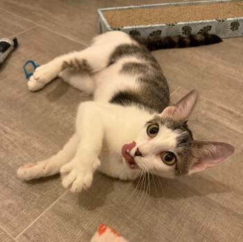 Barbara Nicole -  Domestic Short Hair Cat for Adoption in Syracuse, New York - Barbara Nicole | PetCurious