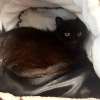 Rescue Domestic Medium Hair Cats for Adoption in Wheeling, Illinois - Nefertiti | PetCurious