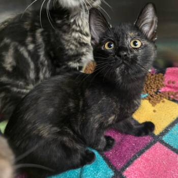 Fishnet -  Domestic Short Hair Cat for Adoption in Spokane, Washington - Fishnet | PetCurious