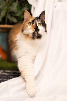 Confetti -  Calico Cat for Adoption in Ashland, Virginia - Confetti | PetCurious