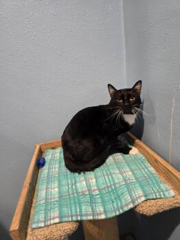 Brooks -  Domestic Short Hair Cat for Adoption in Vancouver, Washington - Brooks | PetCurious