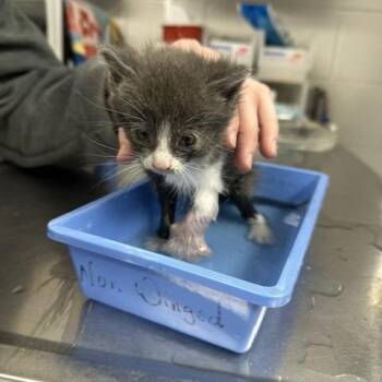 Platypus -  Domestic Short Hair Cat for Adoption in Indianapolis, Indiana - Platypus | PetCurious