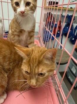 Rescue Domestic Short Hair Cats for Adoption in South Bend, Indiana - June | PetCurious