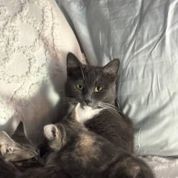Mickey -  Domestic Short Hair Cat for Adoption in Crofton, Maryland - Mickey | PetCurious