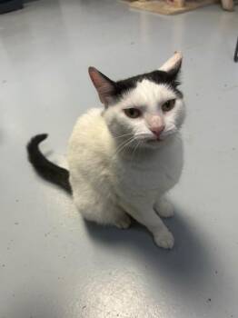 Priss -  Domestic Short Hair Cat for Adoption in Greenwood, Mississippi - Priss | PetCurious