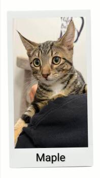 Maple -  Domestic Short Hair Cat for Adoption in Caistor Centre, Ontario - Maple | PetCurious