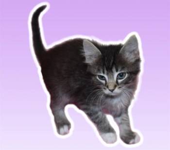 ZINGER -  Domestic Long Hair Cat for Adoption in Sarasota, Florida - ZINGER | PetCurious