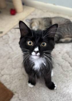 Chip -  Domestic Medium Hair Cat for Adoption in Denver, Colorado - Chip | PetCurious