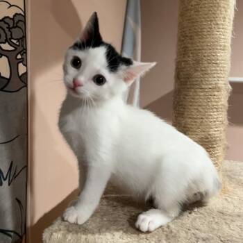 Thunder (bonded with Storm) -  Domestic Short Hair Cat for Adoption in Pickering, Ontario - Thunder (bonded With Storm) | PetCurious