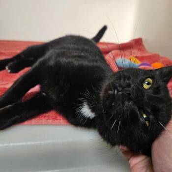 Domestic Short Hair Cats Available for Adoption in Harrisonburg, Virginia - Tippy | PetCurious