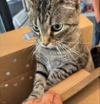 Emerald -  Domestic Short Hair Cat for Adoption in Nashville, Tennessee - Emerald | PetCurious