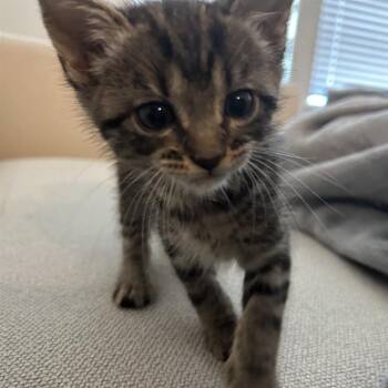 MIKA -  Domestic Short Hair Cat for Adoption in San Antonio, Texas - MIKA | PetCurious