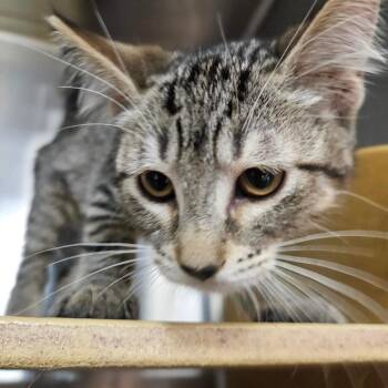 Meowtini -  Domestic Short Hair Cat for Adoption in Grantsville, Utah - Meowtini | PetCurious