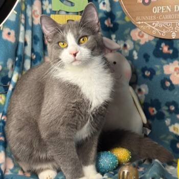 Russian Blue and Chartreux Cats Available for Adoption - Barney- "Big Barn" | PetCurious