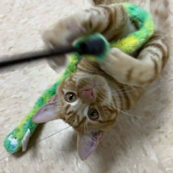 Domestic Short Hair Cats Available for Adoption - Tater | PetCurious