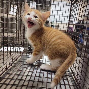 Ernie -  Domestic Short Hair Cat for Adoption in Lake Panasoffkee, Florida - Ernie | PetCurious