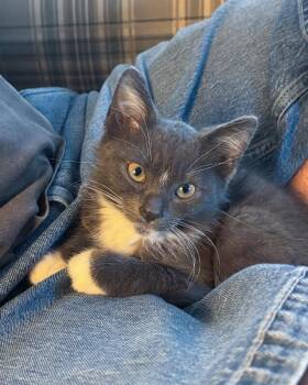 Morty -  Domestic Short Hair Cat for Adoption in Cincinnati, Ohio - Morty | PetCurious