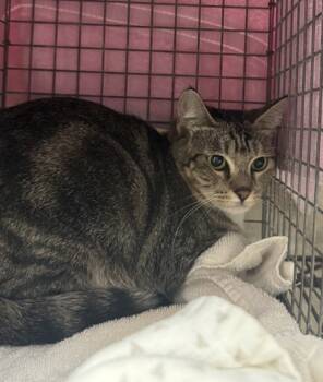 Rescue Domestic Short Hair Cats for Adoption in Honolulu, Hawaii - Mamma Cat | PetCurious