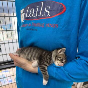 Tumi (Suitcase JD Kitten 5) -  Domestic Short Hair Cat for Adoption in Westport, Connecticut - Tumi (Suitcase JD Kitten 5) | PetCurious