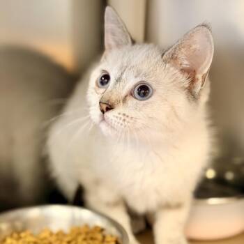 Koko -  Siamese Cat for Adoption in Stafford Township, New Jersey - Koko | PetCurious