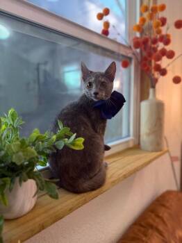 Dilute Calico Cats Available for Adoption - Abilene Meowling | PetCurious