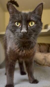 Q-Tip -  Domestic Short Hair Cat Available for Adoption in Osseo, Michigan - Q-Tip | PetCurious