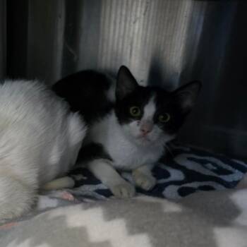 Cody -  Domestic Short Hair Cat for Adoption - Cody | PetCurious