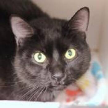 Domestic Short Hair Cats Available for Adoption in Hilliard, Ohio - Tuxedo | PetCurious