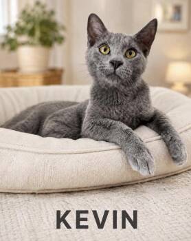 Kevin -  Russian Blue Cat for Adoption in Lucas, Texas - Kevin | PetCurious
