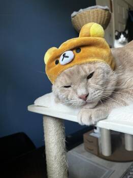Sugarbear 2877 -  Domestic Short Hair Cat for Adoption in Dallas, Texas - Sugarbear 2877 | PetCurious