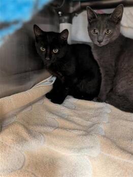 Kitty -  Domestic Medium Hair and Domestic Short Hair Cat for Adoption in Montreal, Quebec - Kitty | PetCurious