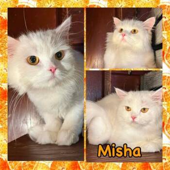 Misha -  Persian Cat for Adoption in Ennis, Texas - Misha | PetCurious